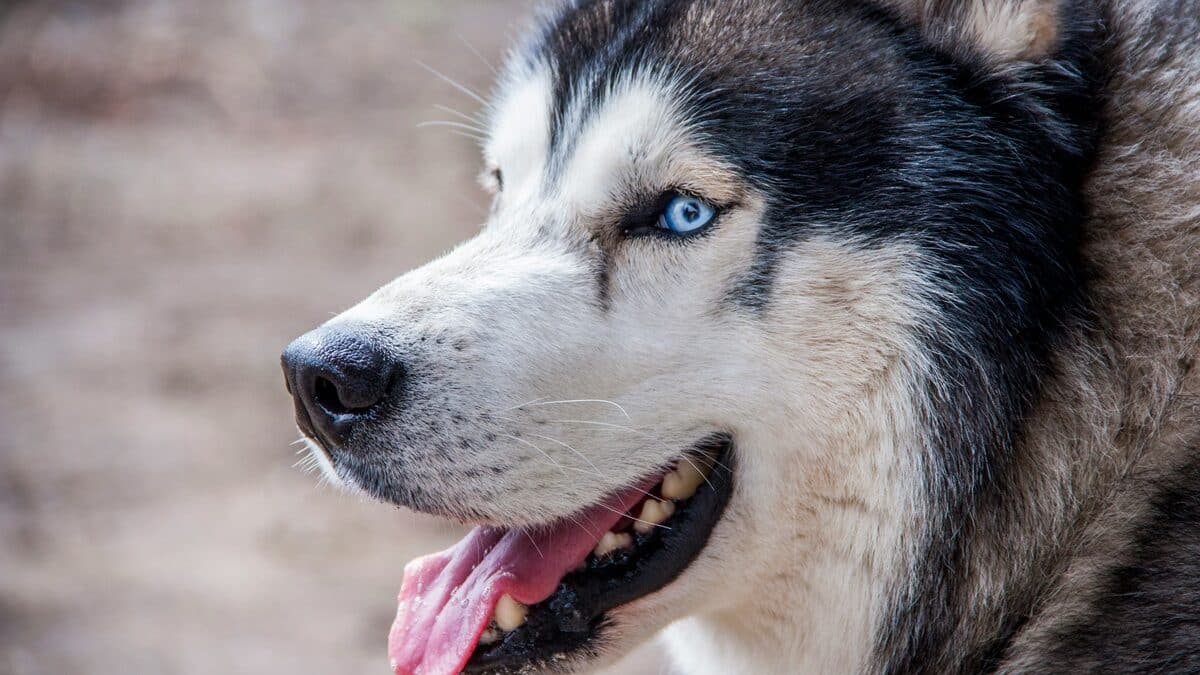 husky siberiano