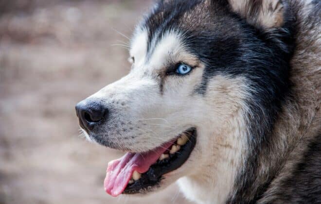 husky siberiano